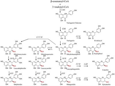 Comprehensive Transcriptome and Metabolic Profiling of Petal Color Development in Lycoris sprengeri